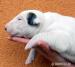 BULLTERRIER, BULLTERIER, BULTERIER - Prodej