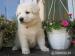 Biały Owczarek Szwajcarski - Sprzedaż