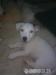Na prodej 2 štěňátka JACK RUSSEL bez pp - Prodej
