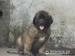 Leonberger szczenięta z rodowodem FCI - Sprzedaż