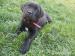Cane Corso bez PP - Prodej