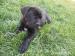 Cane Corso bez PP - Prodej