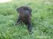 Cane Corso bez PP - Prodej