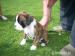 Boxer - Prodej