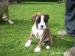Boxer - Prodej