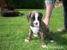 Boxer - Prodej