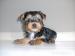 yorkshirsky  terrier - Predaj