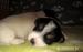 Šteniatka Jack Russel teriéra s PP - Predaj