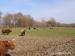 Predám škótsky dobytok - Highland Cattle - Predaj