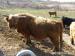 Predám škótsky dobytok - Highland Cattle - Predaj