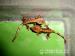 Rhacodactylus ciliatus - Predaj