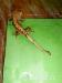 Rhacodactylus ciliatus - Predaj