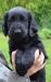 Štěňátka Flat Coated Retriever - Prodej
