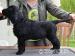 Štěňátka Flat Coated Retriever - Prodej