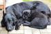 Štěňátka Flat Coated Retriever - Prodej