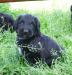 Briard szczenięta z rodowodem - Sprzedaż
