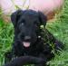 Briard szczenięta z rodowodem - Sprzedaż