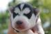 husky - Prodej
