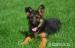 Szczenięta z rodowodem FCI - owczarek niemiecki - Sprzedaż