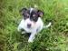 Predám šteniatka Jack russel teriéra - Predaj