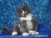 Rodowodowa Kotka Maine Coon Unita - Sprzedaż