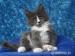 Rodowodowa Kotka Maine Coon Unita - Sprzedaż