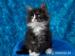 Rodowodowa Kotka Maine Coon Umka - Sprzedaż