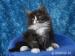 Rodowodowa Kotka Maine Coon Umka - Sprzedaż