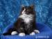 Rodowodowa Kotka Maine Coon Umka - Sprzedaż