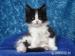 Rodowodowa Kotka Maine Coon Urania - Sprzedaż