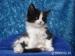 Rodowodowa Kotka Maine Coon Urania - Sprzedaż