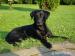 Labradorsky retrivr - Prodej