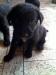 Labradorsky retrivr - Prodej