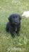Labradorsky retrivr - Prodej