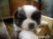 akita inu - Predaj