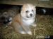 akita inu - Predaj