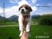 Šteniatka Jack Russel teriéra s PP - Predaj