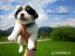 Šteniatka Jack Russel teriéra s PP - Predaj
