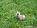 prodám zakrslí králíčci - Prodej