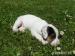 Jack Russell terier - Prodej