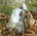 BIEWER YORKSHIRE TERRIER - Prodej