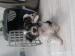 BIEWER YORKSHIRE TERRIER - Prodej