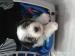 BIEWER YORKSHIRE TERRIER - Prodej