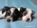 BIEWER YORKSHIRE TERRIER - Prodej