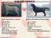 LABRADOR RETRIEVER - ŠTENIATKA - Predaj