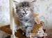 Kocięta Maine Coon - Sprzedaż