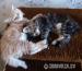 Kocięta Maine Coon - Sprzedaż