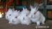 Zakrslé králiky - Levíky - Predaj