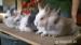 Zakrslé králiky - Levíky - Predaj