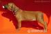 Rhodéský Ridgeback - Prodej